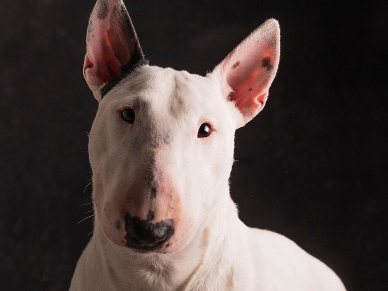 bull terrier mini iberiam bull