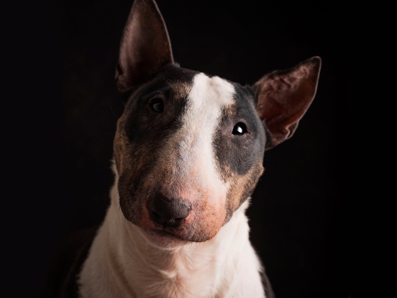 bull terrier mini iberiam bull